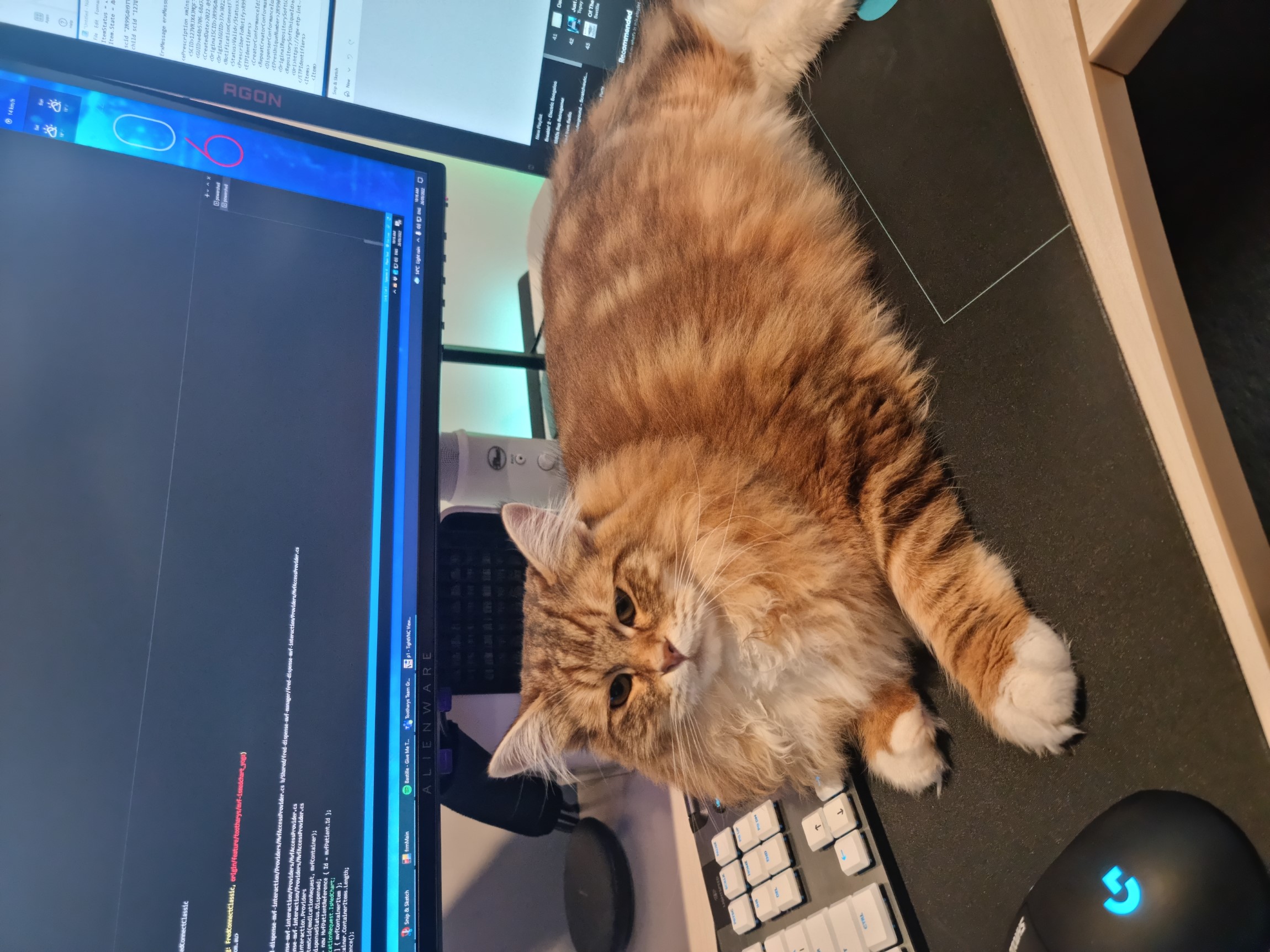 Chilli full grown tank